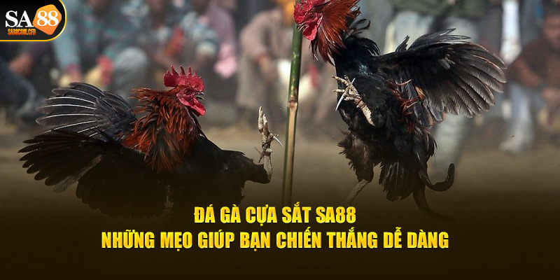 Đá gà cựa sắt​