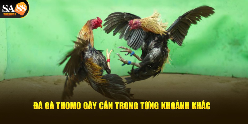 Đá gà thomo gay cấn trong từng khoảnh khắc