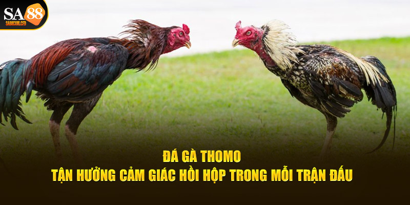 Đá gà thomo