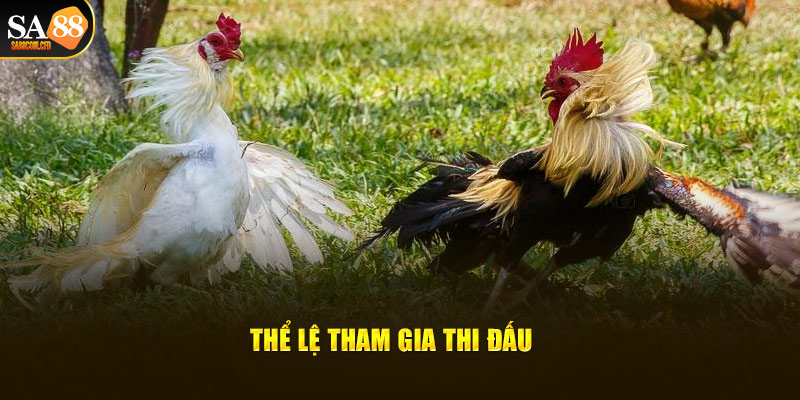 Thể lệ tham gia thi đấu đá gà Thomo